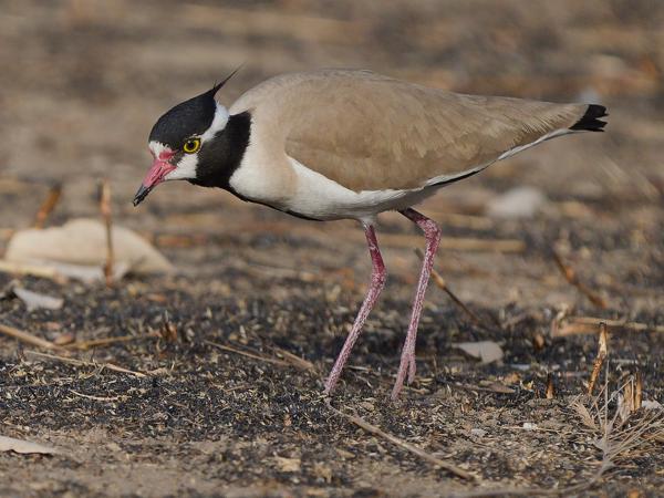 <h3><a href="/trips/gambia/biota/animalia/chordata/aves/024 charadriiformes/009 charadriidae/vanellus tectus/vanellus tectus-nl.html">Vanellus&nbsp;tectus</a> / Black‑headed&nbsp;lapwing / Zwartkopkievit</h3>OM-1 Mark II met OLYMPUS M.150-400mm F4.5, 1/2000 sec  bij F4.5, ISO 640, afstand 17.8&nbsp;m